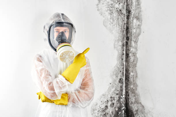 Why You Should Choose Our Mold Remediation Services in Feasterville, PA