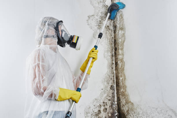 Best Biohazard Mold Removal  in Feasterville, PA