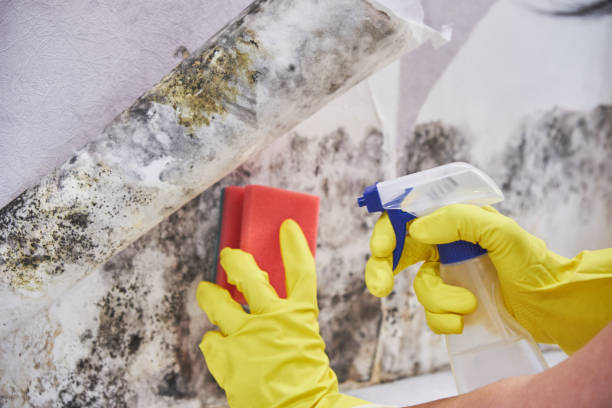 Best Comprehensive Air Testing for Mold Contaminants  in Feasterville, PA